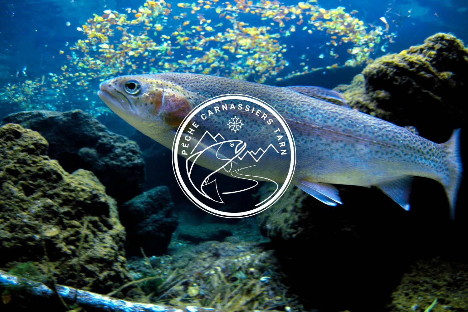 Déclinaison du logo Pêche Carnassiers Tarn en version blanche sur un visuel