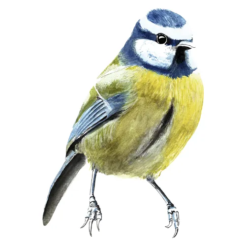 La mascotte Willie la Mésange dessinée à l'aquarelle