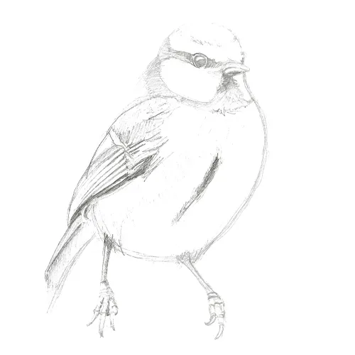 Dessin au trait de willie la mésange