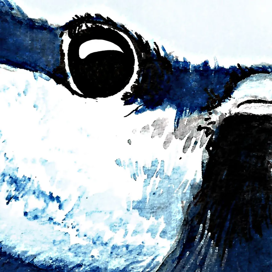 Détail de l'œil de l'illustration de Willie la Mésange