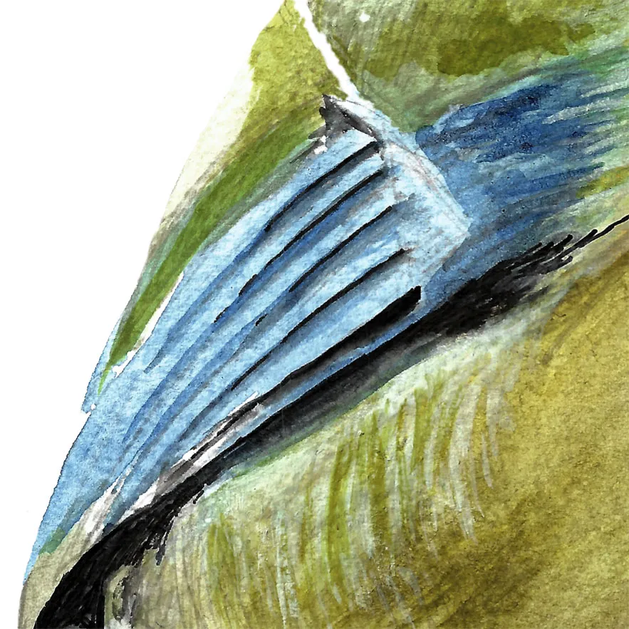 Détail de l'aile de l'illustration de Willie la Mésange